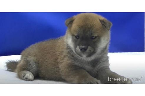 成約済の愛知県の柴犬-162940の2枚目