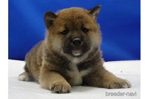 成約済の愛知県の柴犬-162941の5枚目