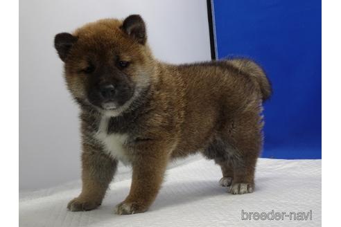 成約済の愛知県の柴犬-162941の4枚目