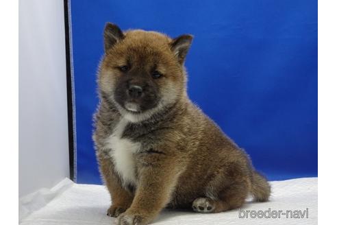 成約済の愛知県の柴犬-162941