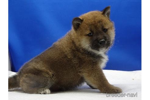 成約済の愛知県の柴犬-162941の2枚目
