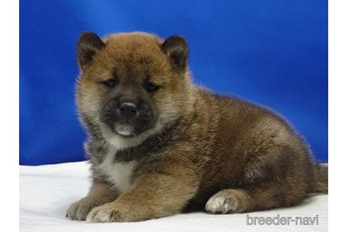 成約済の愛知県の柴犬-162941の3枚目