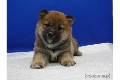 成約済の愛知県の柴犬-162944の1枚目