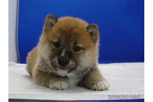 成約済の愛知県の柴犬-162946の2枚目
