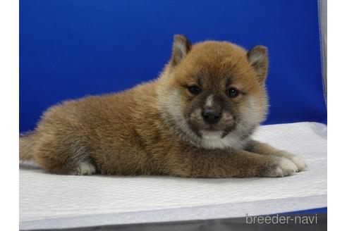 成約済の愛知県の柴犬-162946の4枚目