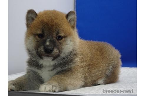成約済の愛知県の柴犬-162946の3枚目