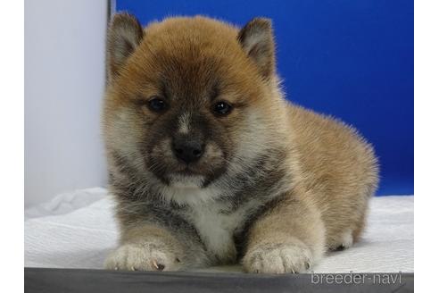 成約済の愛知県の柴犬-162946の5枚目