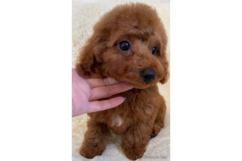 成約済の岡山県のトイプードル-157409の6枚目