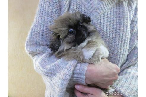 成約済の愛知県のペキニーズ-156353の9枚目