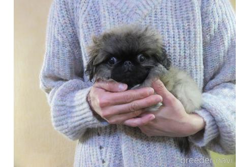 成約済の愛知県のペキニーズ-156354の9枚目