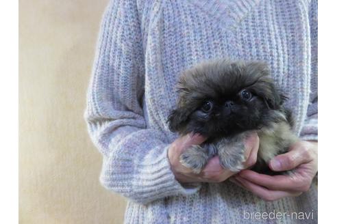 成約済の愛知県のペキニーズ-156355の18枚目