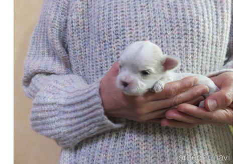 成約済の愛知県のマルチーズ-162989の5枚目