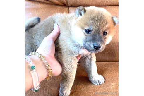 成約済の茨城県の豆柴-162653の3枚目