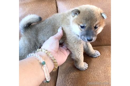 成約済の茨城県の豆柴-162653の2枚目