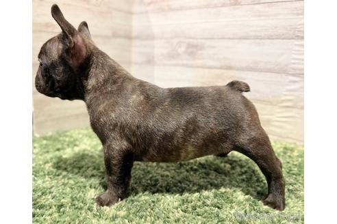 成約済の愛知県のフレンチブルドッグ-162996の3枚目
