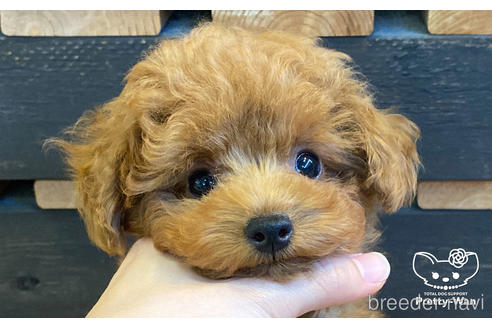 成約済の愛知県のタイニープードル-159713の3枚目