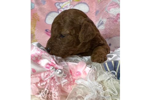 成約済の埼玉県のトイプードル-162389の25枚目