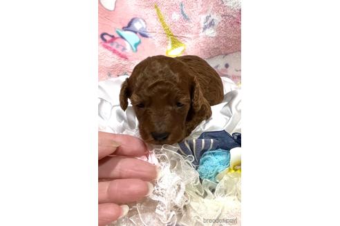 成約済の埼玉県のトイプードル-162389の24枚目