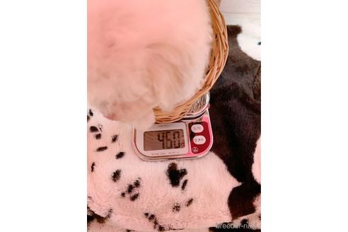 成約済の北海道のティーカッププードル-163023の4枚目