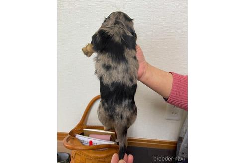 成約済の千葉県のミニチュアダックスフンド(ロングヘアード)-163037の8枚目