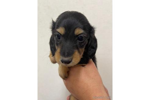 成約済の千葉県のミニチュアダックスフンド(ロングヘアード)-163038の5枚目