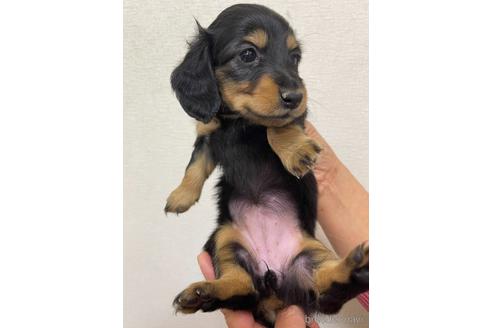 成約済の千葉県のミニチュアダックスフンド(ロングヘアード)-163038の6枚目