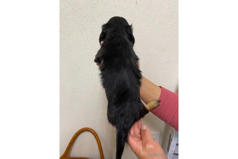 成約済の千葉県のミニチュアダックスフンド(ロングヘアード)-163038の7枚目