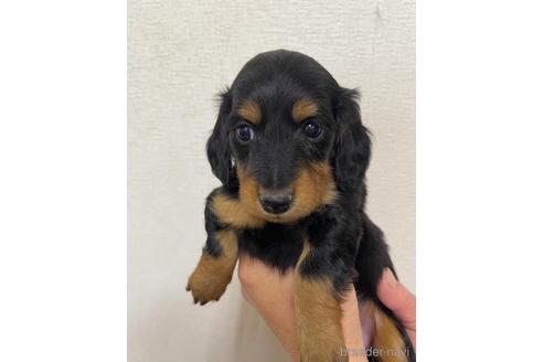 成約済の千葉県のミニチュアダックスフンド(ロングヘアード)-163039の7枚目