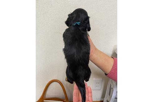 成約済の千葉県のミニチュアダックスフンド(ロングヘアード)-163039の6枚目