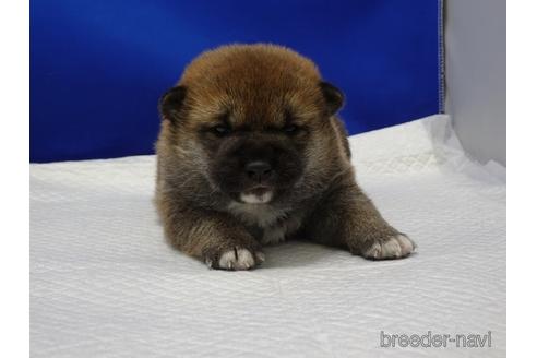 成約済の愛知県の柴犬-163049の1枚目