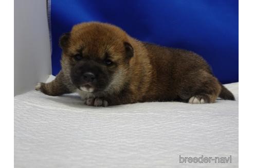 成約済の愛知県の柴犬-163049の3枚目