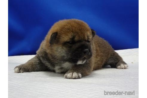 成約済の愛知県の柴犬-163049の4枚目