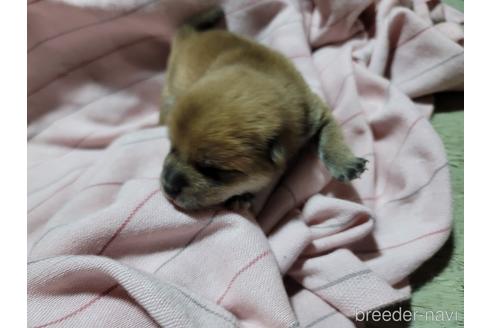 成約済の千葉県の柴犬-163053の10枚目