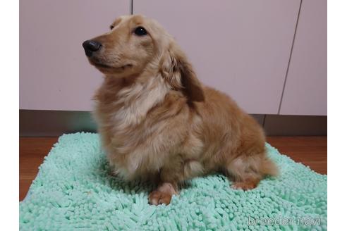 成約済の広島県のミニチュアダックスフンド(ロングヘアード)-163098の7枚目