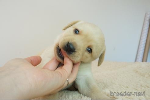 成約済の奈良県のラブラドールレトリーバー-163088の2枚目