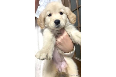 成約済の茨城県のゴールデンレトリーバー-163032の1枚目