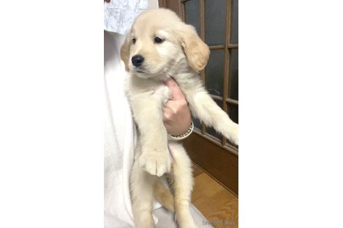 成約済の茨城県のゴールデンレトリーバー-163032の4枚目