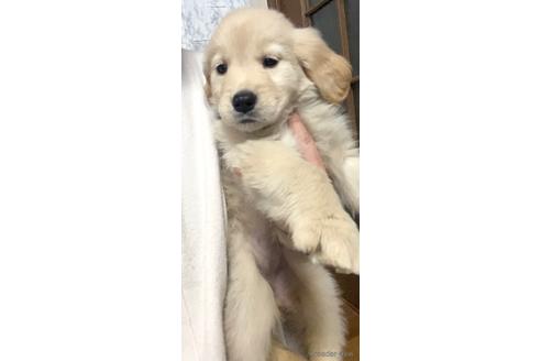 成約済の茨城県のゴールデンレトリーバー-163032の3枚目