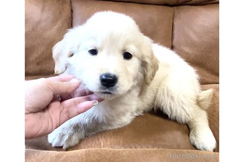 成約済の茨城県のゴールデンレトリーバー-163032の5枚目