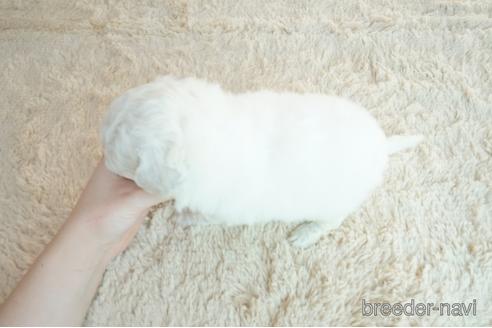 成約済の奈良県のビションフリーゼ-163091の5枚目
