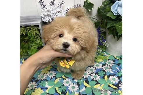 成約済の東京都のマルプー:マルチーズ×トイプードル-161469の1枚目