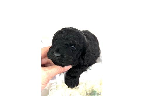 成約済の埼玉県のトイプードル-162384の33枚目