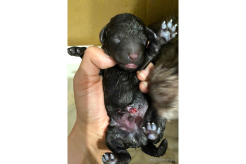 成約済の埼玉県のトイプードル-163145の47枚目