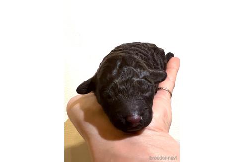 成約済の埼玉県のトイプードル-163145の44枚目