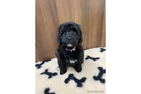 成約済の東京都のその他の犬種-163160の1枚目