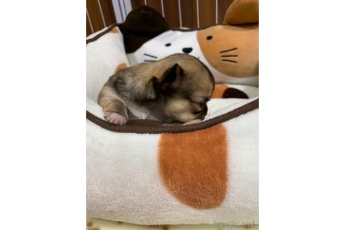成約済の岐阜県のチワワ(ロングコート)-162454の19枚目