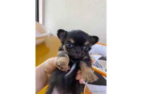成約済の福岡県のチワワ(ロングコート)-163195