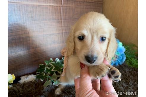 成約済の大分県のミニチュアダックスフンド(ロングヘアード)-161833の18枚目