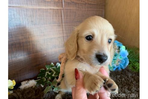 成約済の大分県のミニチュアダックスフンド(ロングヘアード)-161833の20枚目