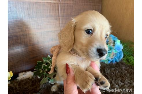 成約済の大分県のミニチュアダックスフンド(ロングヘアード)-161833の18枚目